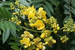 Senna spectabilis